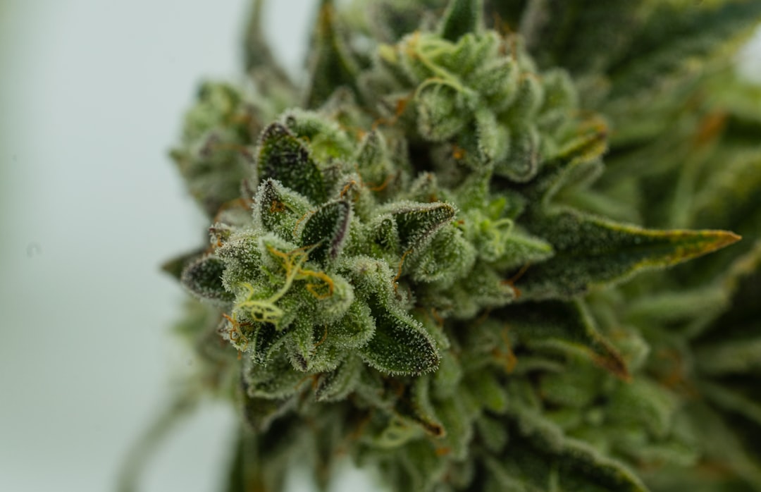 Photo Cannabis buds